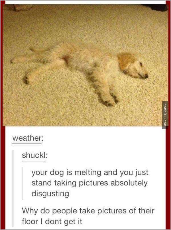 33張讓你開始相信“狗狗是世界上最搞笑動物”的呆萌爆笑狗狗