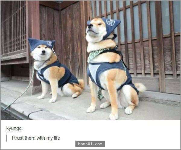 33張讓你開始相信“狗狗是世界上最搞笑動物”的呆萌爆笑狗狗