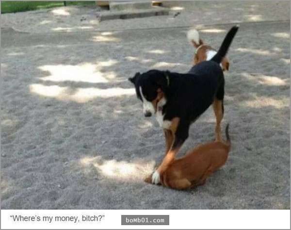 33張讓你開始相信“狗狗是世界上最搞笑動物”的呆萌爆笑狗狗