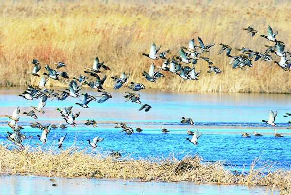 芦苇摇曳群鸟飞翔 2016国内旅游之姜山湿地美景