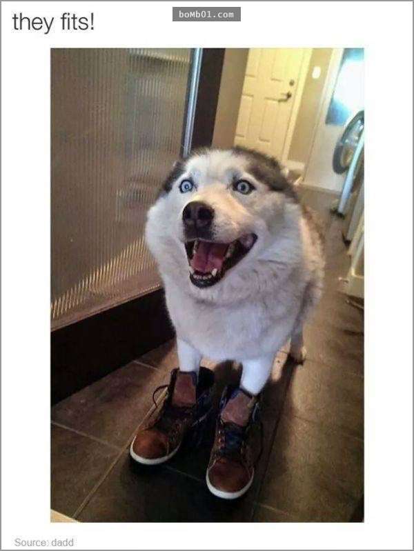 33張讓你開始相信“狗狗是世界上最搞笑動物”的呆萌爆笑狗狗