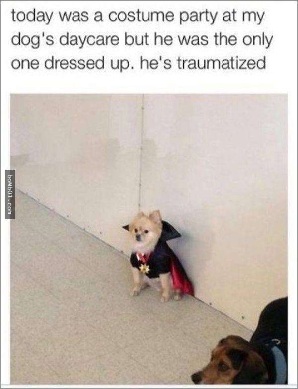 33張讓你開始相信“狗狗是世界上最搞笑動物”的呆萌爆笑狗狗