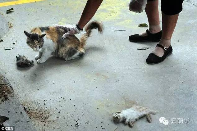 流浪小猫被残忍斩首，猫妈妈久久不肯离去！
