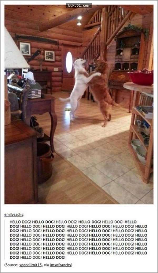 33張讓你開始相信“狗狗是世界上最搞笑動物”的呆萌爆笑狗狗