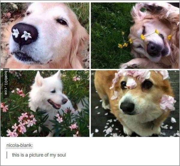 33張讓你開始相信“狗狗是世界上最搞笑動物”的呆萌爆笑狗狗