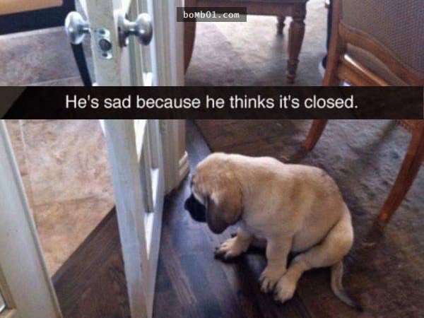 33張讓你開始相信“狗狗是世界上最搞笑動物”的呆萌爆笑狗狗