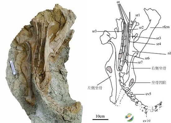 诸城发现世界首例坐角龙 属纤角龙类植食性恐龙