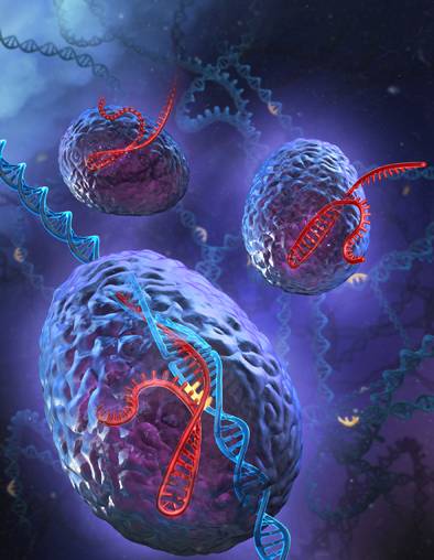Nature & Science：对Cas9酶进行工程化修饰或可增强基因编辑技术CRISPR的精准性