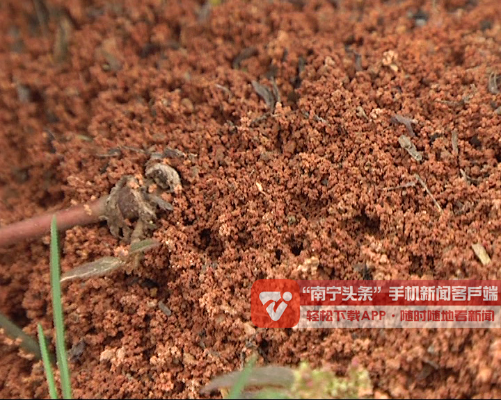 注意此蚁有毒，被咬就大件事了！严重的可能会危及生命！