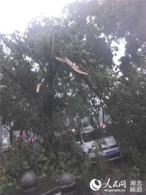 武昌城管绿化队紧急排除树木险情