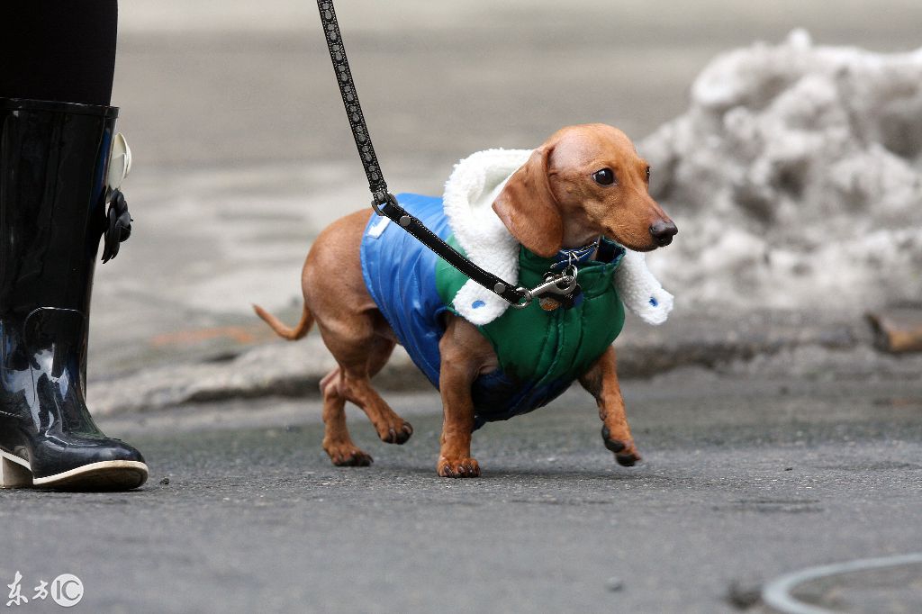寒冬腊月的天，狗主人给自己的爱犬穿上时尚新潮的名牌防寒服