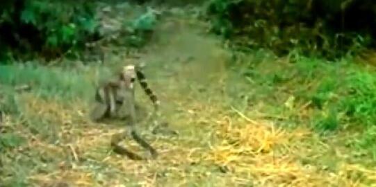 猴子作死挑衅眼镜王蛇，不知道这只蛇能不能摆脱头条的诅咒