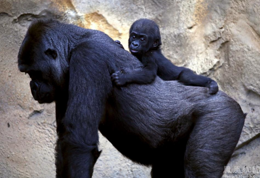 美媒解释为何今天猿不会进化为人:它们是人类表亲