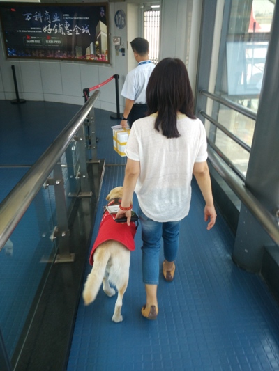 青岛机场迎来第一只出港导盲犬