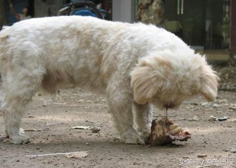 看到狗狗在翻垃圾捡吃，女子给它一口饭，接下来它的反应令人感动