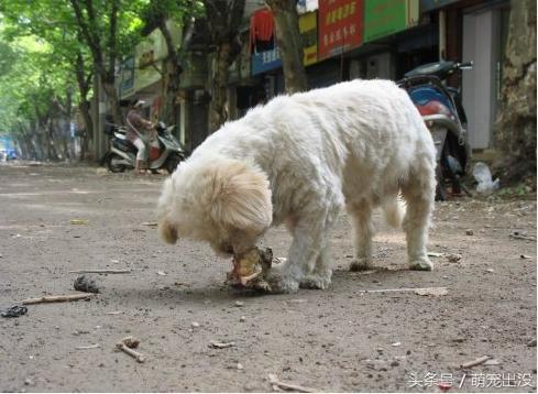 看到狗狗在翻垃圾捡吃，女子给它一口饭，接下来它的反应令人感动