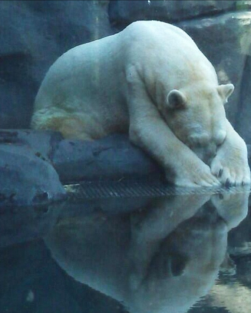 英媒称“世界最悲伤”北极熊在中国：关在广州商场里