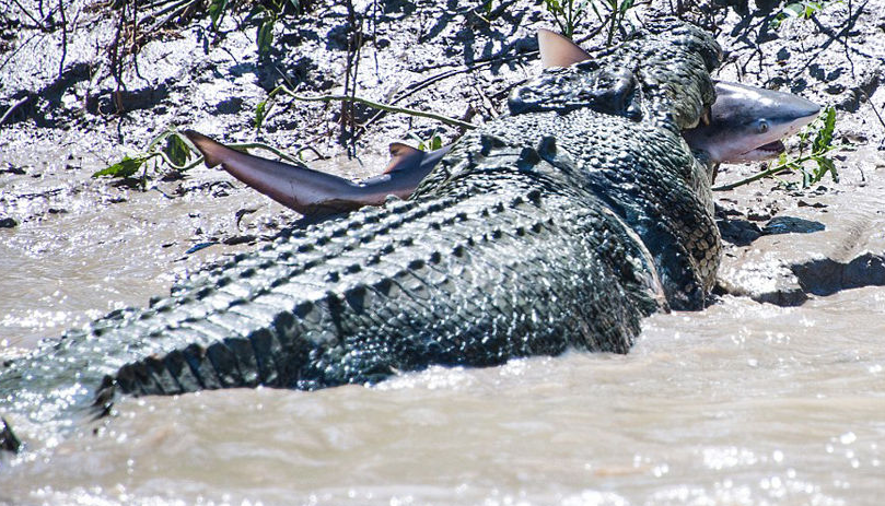5米长巨型鳄鱼捕获和吃掉鲨鱼的惊险场面.