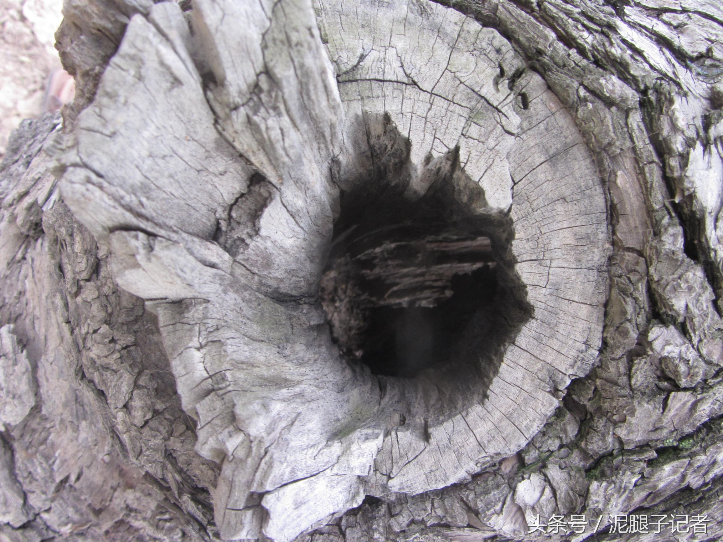 农村枣园中的这些神秘树洞,到底咋形成?
