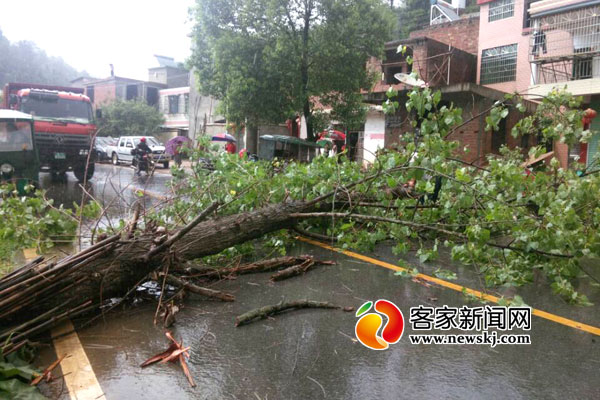 全南突降暴雨 一株60厘米粗杨树被连根拔起倒在路中央