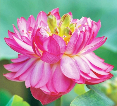 扬州主栽观赏荷花有600多种 最早5月开花 最晚要到8月