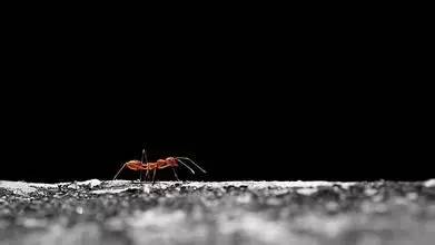 三味视听 | 易有斌：一只迷途的蚂蚁(主播：张翠萍品析：刘晓彬)