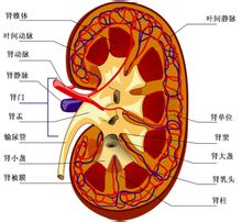 肾虚离我们并不遥远，及时调理才关键