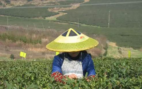 生态黔南，茶香都匀——中茶院以产业实践为黔南州茶产业转型升级