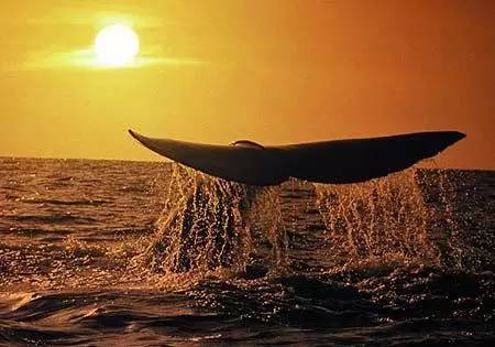 打动人心的不只有大鱼海棠丨南非观鲸