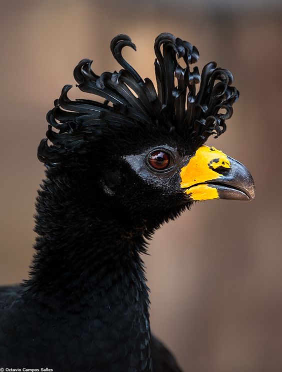 动物世界10种黑色的鸟类