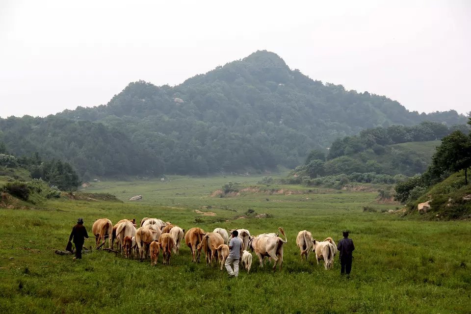 嵩县有个高山牧场，户外驴友、自驾旅游的理想去处！