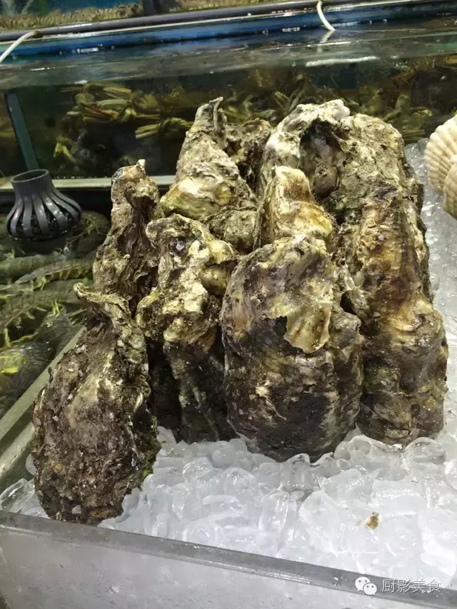 香港西贡海鲜市场,珍稀野生鱼类宝典! 食材宝典 第55张 香港西贡海鲜市场,珍稀野生鱼类宝典! 食材宝典 第55张