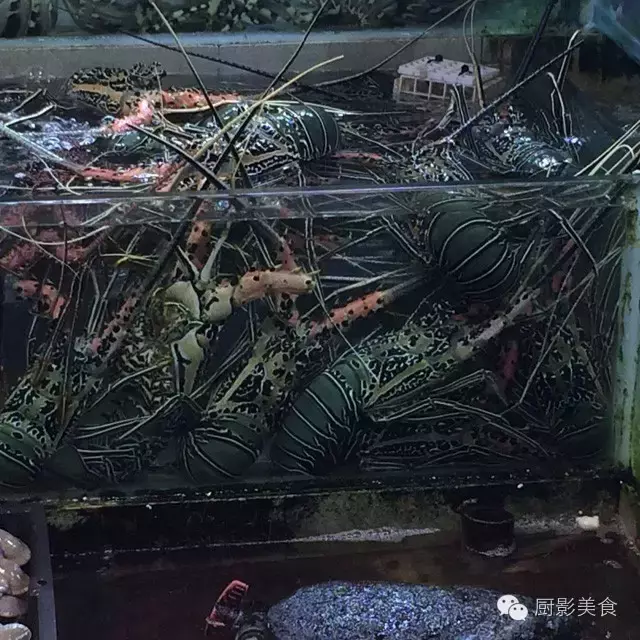 香港西贡海鲜市场,珍稀野生鱼类宝典! 食材宝典 第62张 香港西贡海鲜市场,珍稀野生鱼类宝典! 食材宝典 第62张