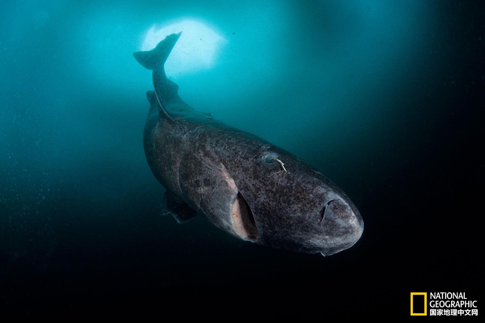 我伙呆！地球上寿命最长的鲨鱼种类竟然能活到272岁