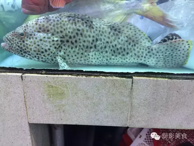 香港西贡海鲜市场,珍稀野生鱼类宝典! 食材宝典 第23张 香港西贡海鲜市场,珍稀野生鱼类宝典! 食材宝典 第23张