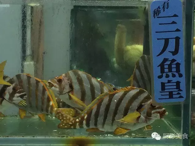 香港西贡海鲜市场,珍稀野生鱼类宝典! 食材宝典 第16张 香港西贡海鲜市场,珍稀野生鱼类宝典! 食材宝典 第16张