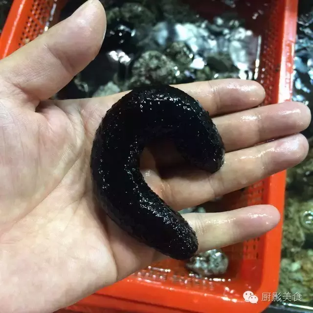 香港西贡海鲜市场,珍稀野生鱼类宝典! 食材宝典 第58张 香港西贡海鲜市场,珍稀野生鱼类宝典! 食材宝典 第58张