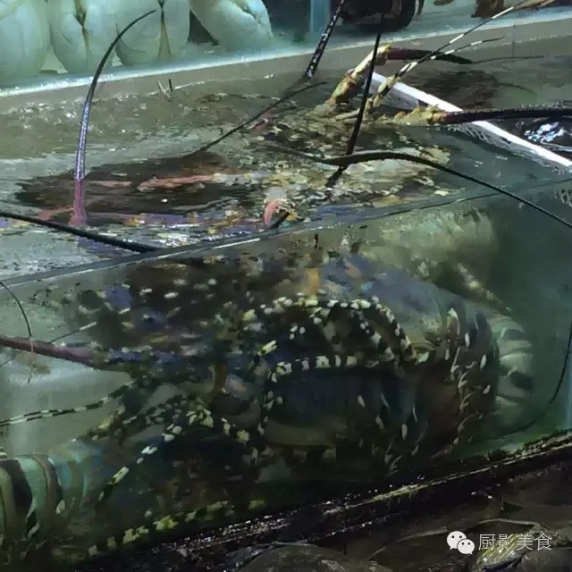 香港西贡海鲜市场,珍稀野生鱼类宝典! 食材宝典 第64张 香港西贡海鲜市场,珍稀野生鱼类宝典! 食材宝典 第64张