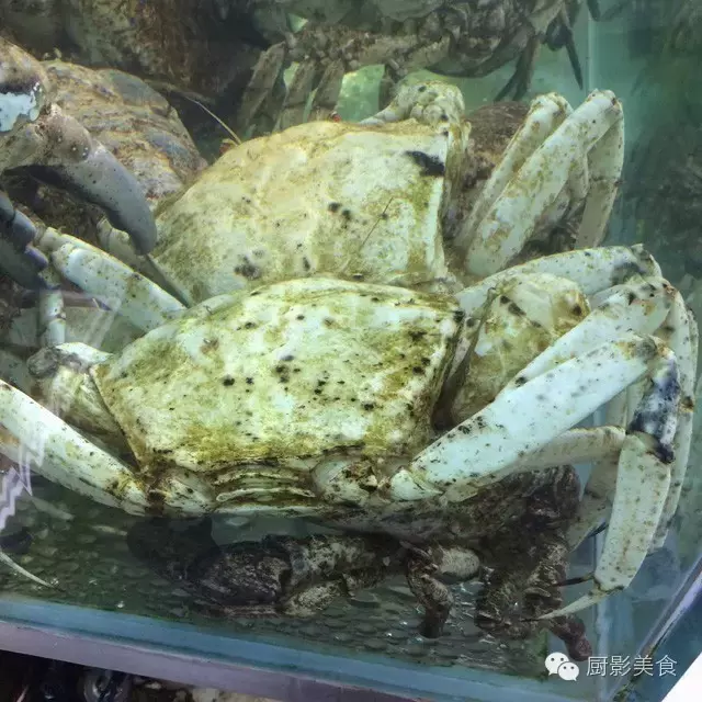 香港西贡海鲜市场,珍稀野生鱼类宝典! 食材宝典 第68张 香港西贡海鲜市场,珍稀野生鱼类宝典! 食材宝典 第68张