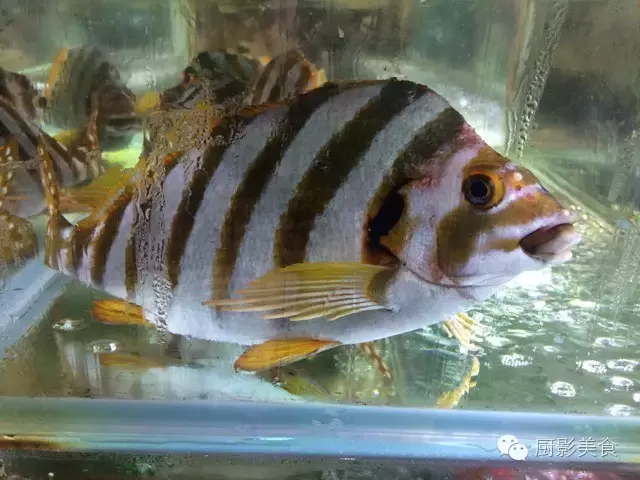 香港西贡海鲜市场,珍稀野生鱼类宝典! 食材宝典 第17张 香港西贡海鲜市场,珍稀野生鱼类宝典! 食材宝典 第17张