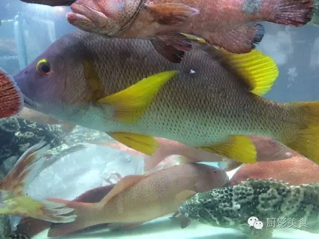 香港西贡海鲜市场,珍稀野生鱼类宝典! 食材宝典 第18张 香港西贡海鲜市场,珍稀野生鱼类宝典! 食材宝典 第18张