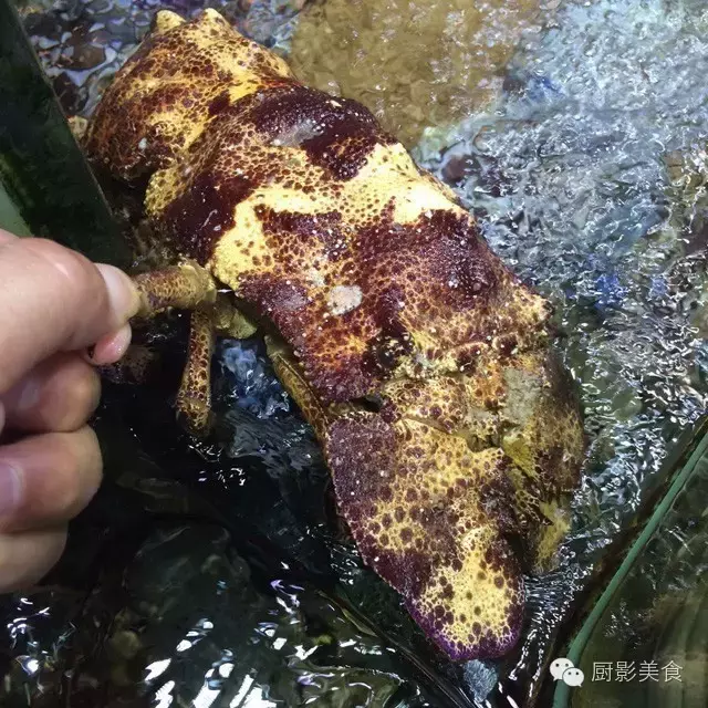 香港西贡海鲜市场,珍稀野生鱼类宝典! 食材宝典 第11张 香港西贡海鲜市场,珍稀野生鱼类宝典! 食材宝典 第11张