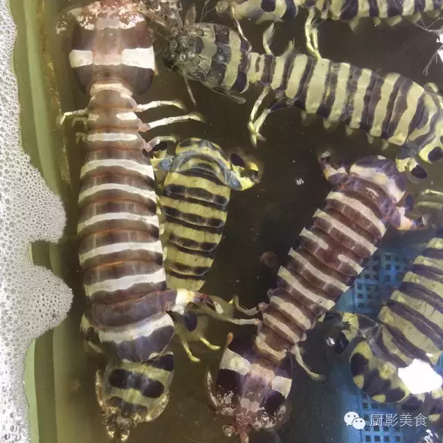 香港西贡海鲜市场,珍稀野生鱼类宝典! 食材宝典 第35张 香港西贡海鲜市场,珍稀野生鱼类宝典! 食材宝典 第35张