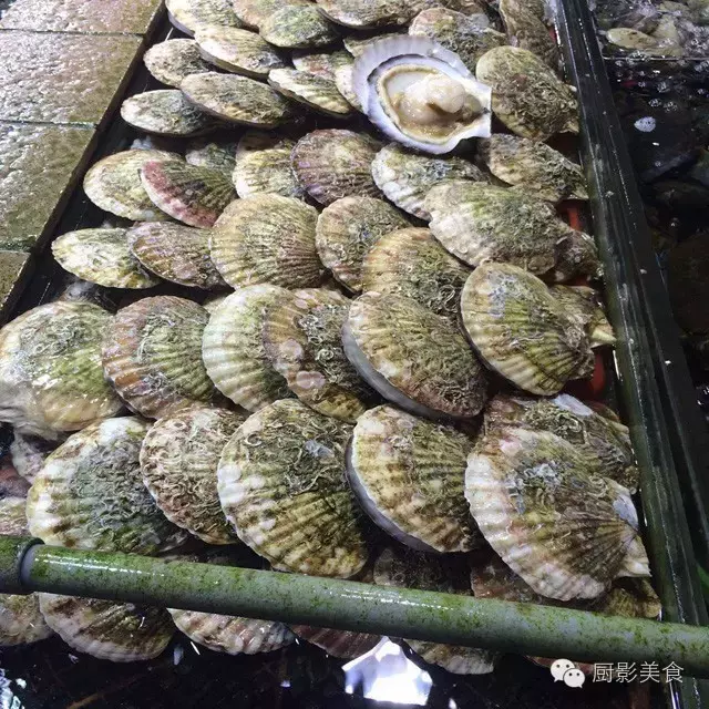 香港西贡海鲜市场,珍稀野生鱼类宝典! 食材宝典 第38张 香港西贡海鲜市场,珍稀野生鱼类宝典! 食材宝典 第38张