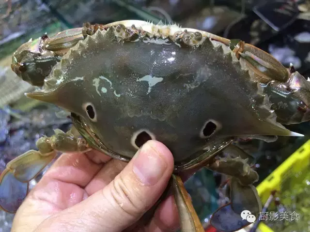香港西贡海鲜市场,珍稀野生鱼类宝典! 食材宝典 第59张 香港西贡海鲜市场,珍稀野生鱼类宝典! 食材宝典 第59张