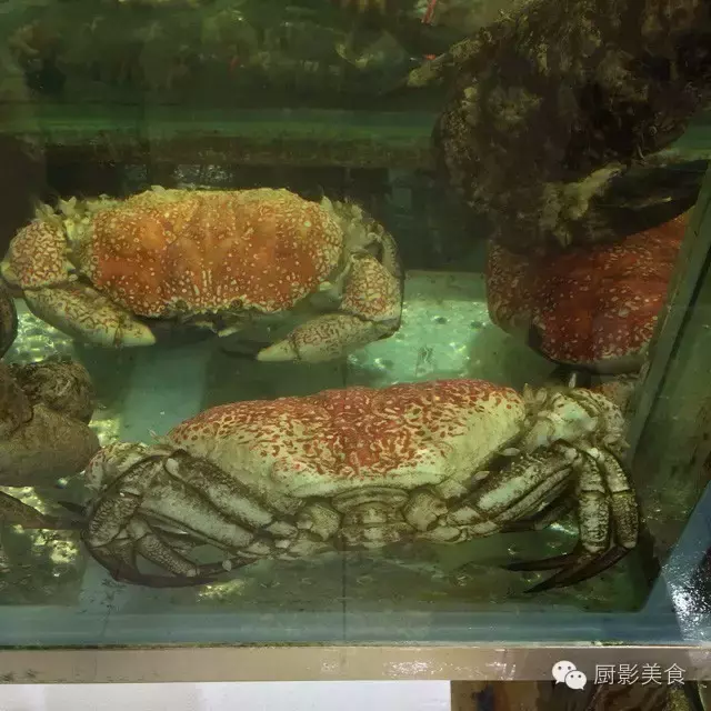 香港西贡海鲜市场,珍稀野生鱼类宝典! 食材宝典 第69张 香港西贡海鲜市场,珍稀野生鱼类宝典! 食材宝典 第69张