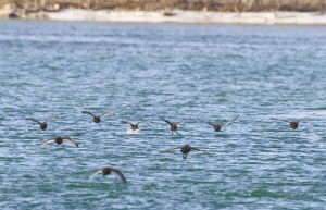 石家庄岗南水库成鸟类天堂 300只鸟儿在水面捕食嬉戏
