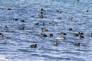 石家庄岗南水库成鸟类天堂 300只鸟儿在水面捕食嬉戏