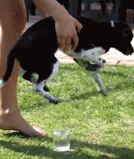 “空中狗刨”模式，只需一杯水就足矣!