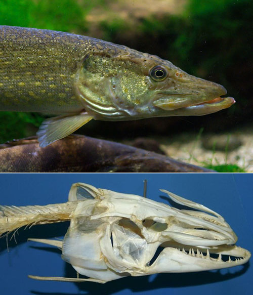 白斑狗魚,白斑狗魚主要分布在哪個(gè)洲的淡水流域